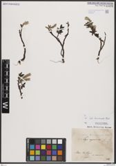 Foto von Salix breviserrata Flod.